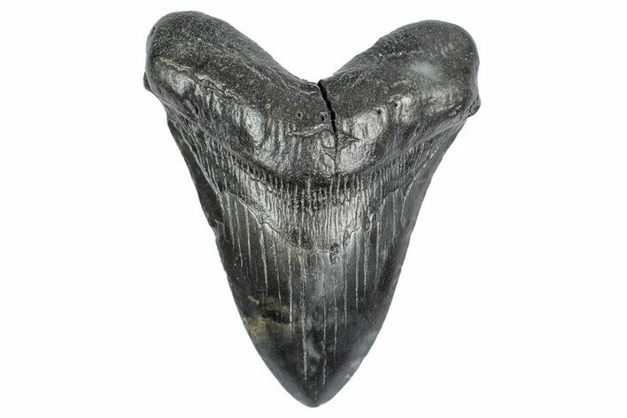 Fossil Megalodon Tooth - South Carolina #340137